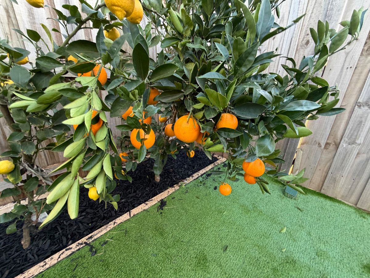 Citrus tree in the garden at Luxe Nest, 33 Maya Avenue